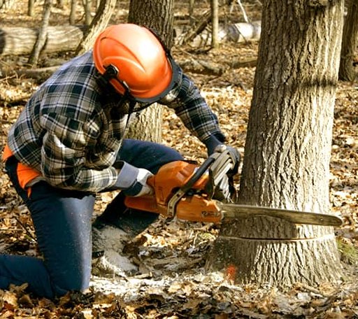 Tree Removal in Jamestown, MO